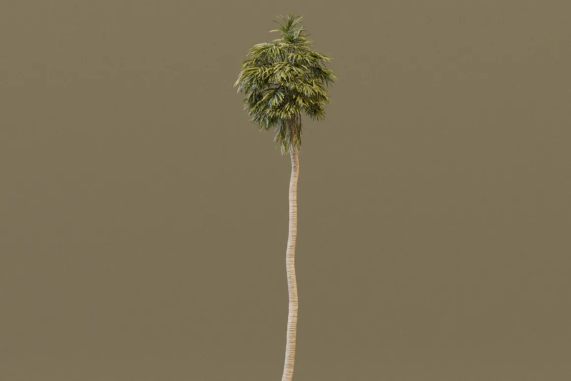 The California Fan Palm Tree