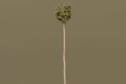 The California Fan Palm Tree