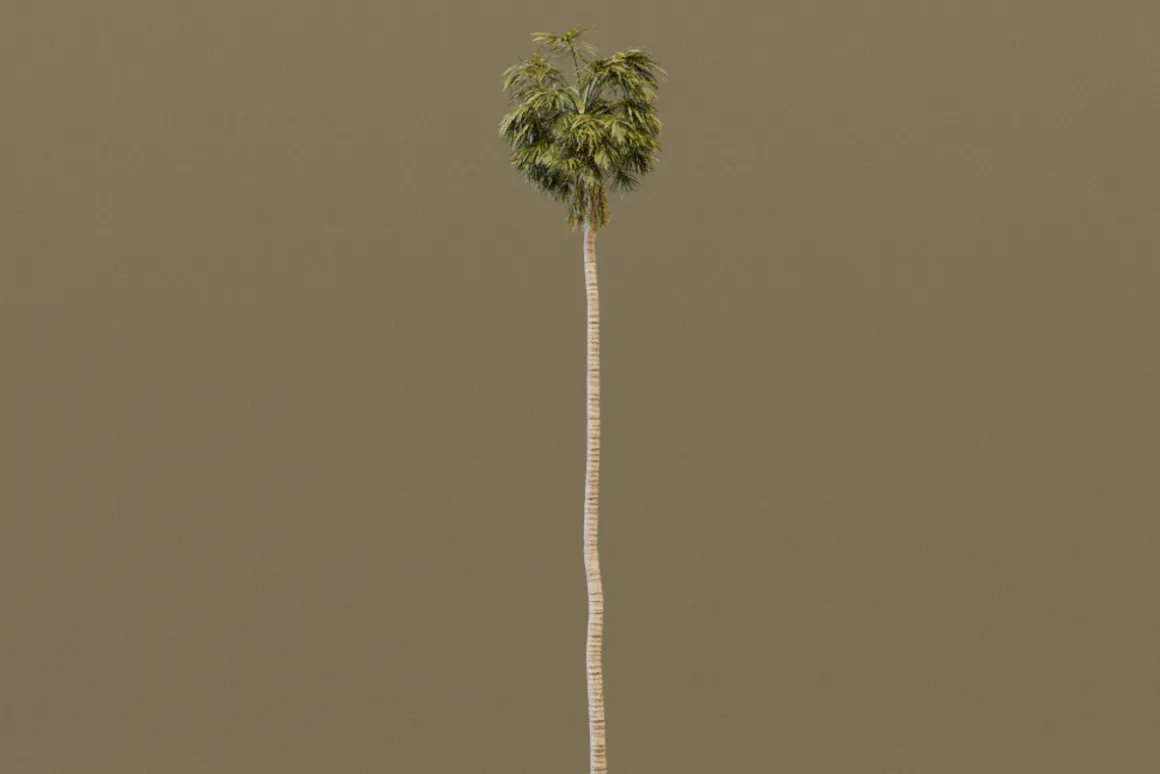 The California Fan Palm Tree