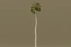 The California Fan Palm Tree