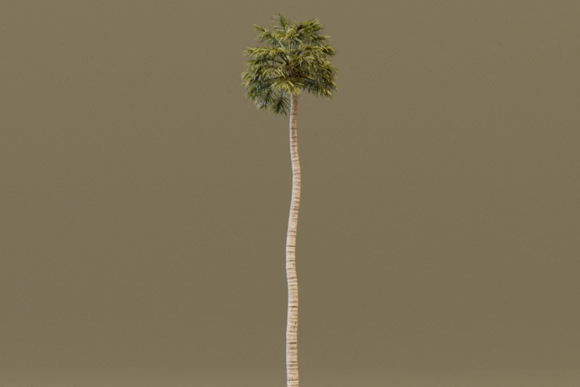 The California Fan Palm Tree