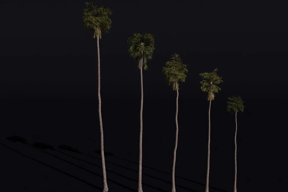 The California Fan Palm Tree