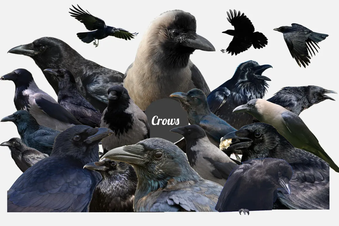 The Crow's Nest Collage Creator