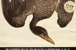 The Vintage Graphics Design Pack