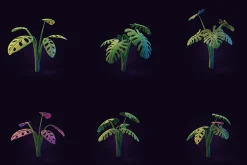 Tropical Plants Pack - Rigged