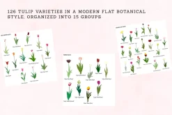 126 Tulip Varieties Flat Vectors