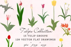 126 Tulip Varieties Flat Vectors
