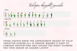 126 Tulip Varieties Flat Vectors