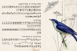 Unexpected Typewriter font