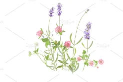 Vector object brushes. Lavender