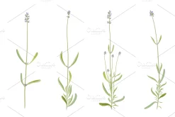 Vector object brushes. Lavender