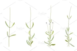 Vector object brushes. Lavender