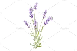 Vector object brushes. Lavender