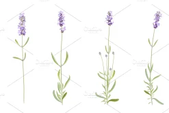 Vector object brushes. Lavender
