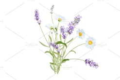 Vector object brushes. Lavender