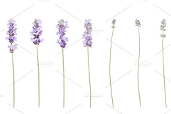 Vector object brushes. Lavender