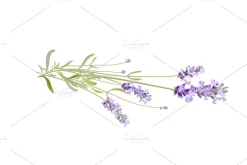 Vector object brushes. Lavender