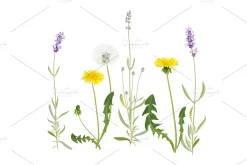 Vector object brushes. Lavender
