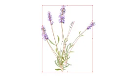 Vector object brushes. Lavender