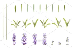 Vector object brushes. Lavender
