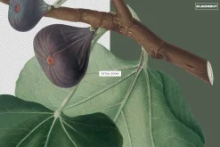 Vintage Botanical Illustrations 2