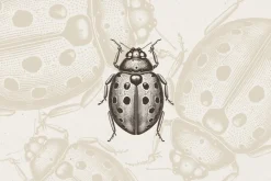 Vintage Insects Illustrations