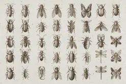 Vintage Insects Illustrations