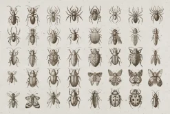 Vintage Insects Illustrations