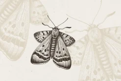 Vintage Insects Illustrations