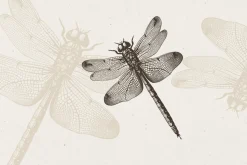 Vintage Insects Illustrations