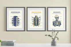 Vintage Medical illustrations