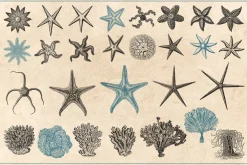 154 Vintage Sea Illustrations
