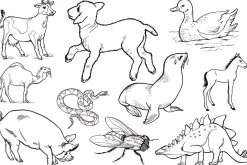 Vintage 1960's Illustrations-Animals