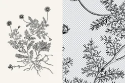 120 Vintage Transparent PNG Herbs