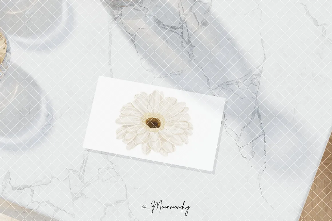 Watercolor Flowers Gerbera Coquette