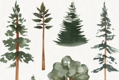 Watercolor Forest Trees Clipart