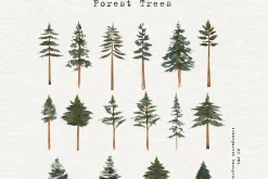 Watercolor Forest Trees Clipart