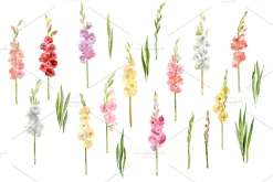 Watercolor Gladioli Flowers