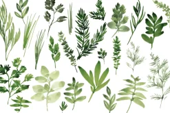 Watercolor Herbs set