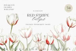 Watercolor Red Stripe Tulip Bouquet