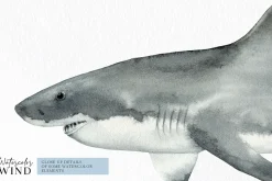Watercolor shark png clipart