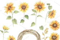 Watercolor Sunflower Cliparts