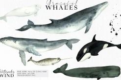 Watercolor Whales Clipart Set