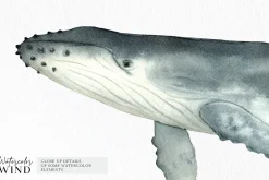 Watercolor Whales Clipart Set