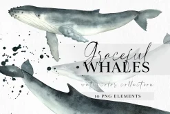 Watercolor Whales Clipart Set