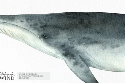 Watercolor Whales Clipart Set
