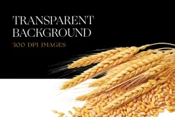 Watercolor Wheat Clipart, Wheat Farm