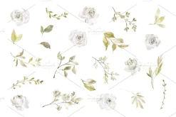 Watercolor White Roses Flowers PNG