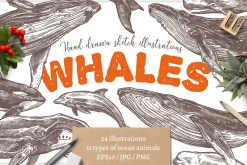 Whales Sketch Illustrations