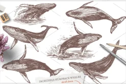 Whales Sketch Illustrations